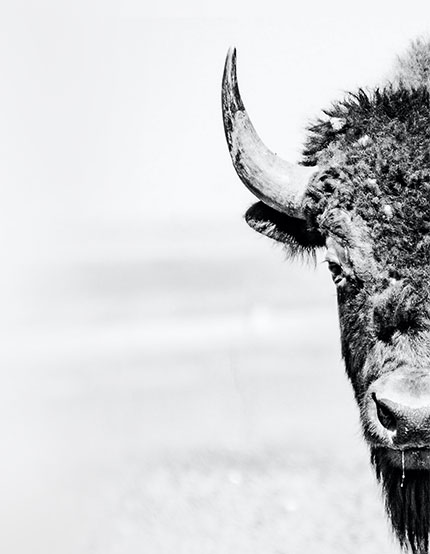 BISON PERFORMANCE Conservation Program 
